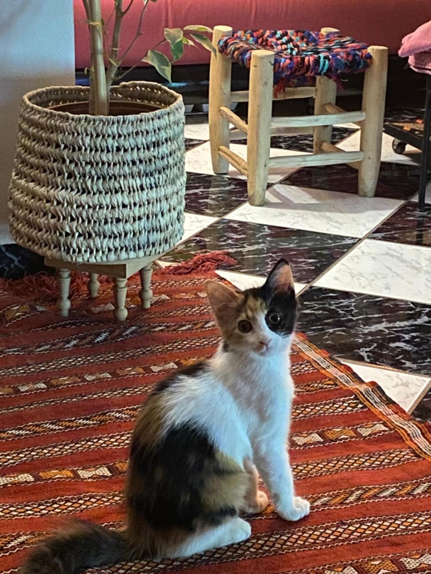 Riad Palmier Fleuri Marrakesh Eksteriør bilde